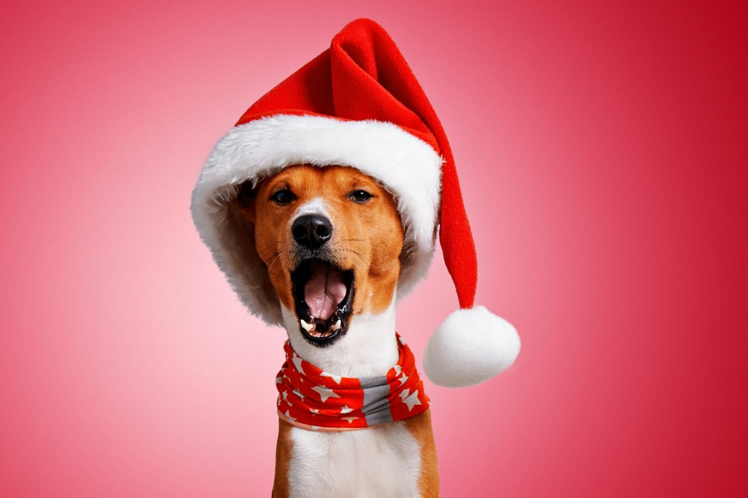 Keep your dog safe at christmas