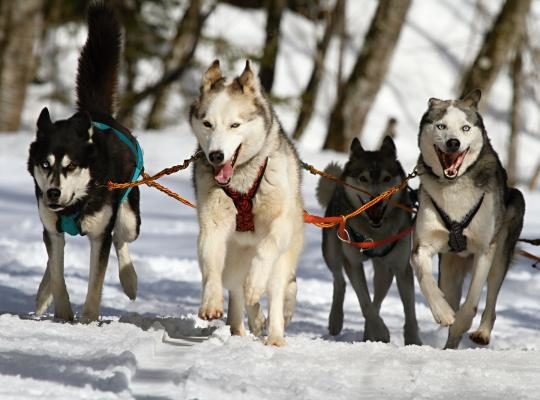 insulated dog kennels and runs huskies husky blue eye dog 60050