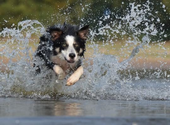 insulated dog kennels and runs border collie jump water british sheepdog 37860