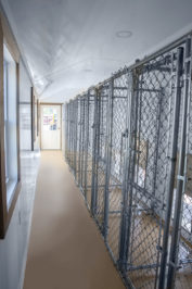 12x32 dog kennel interior