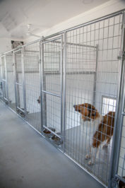 20x60 dog kennel interior