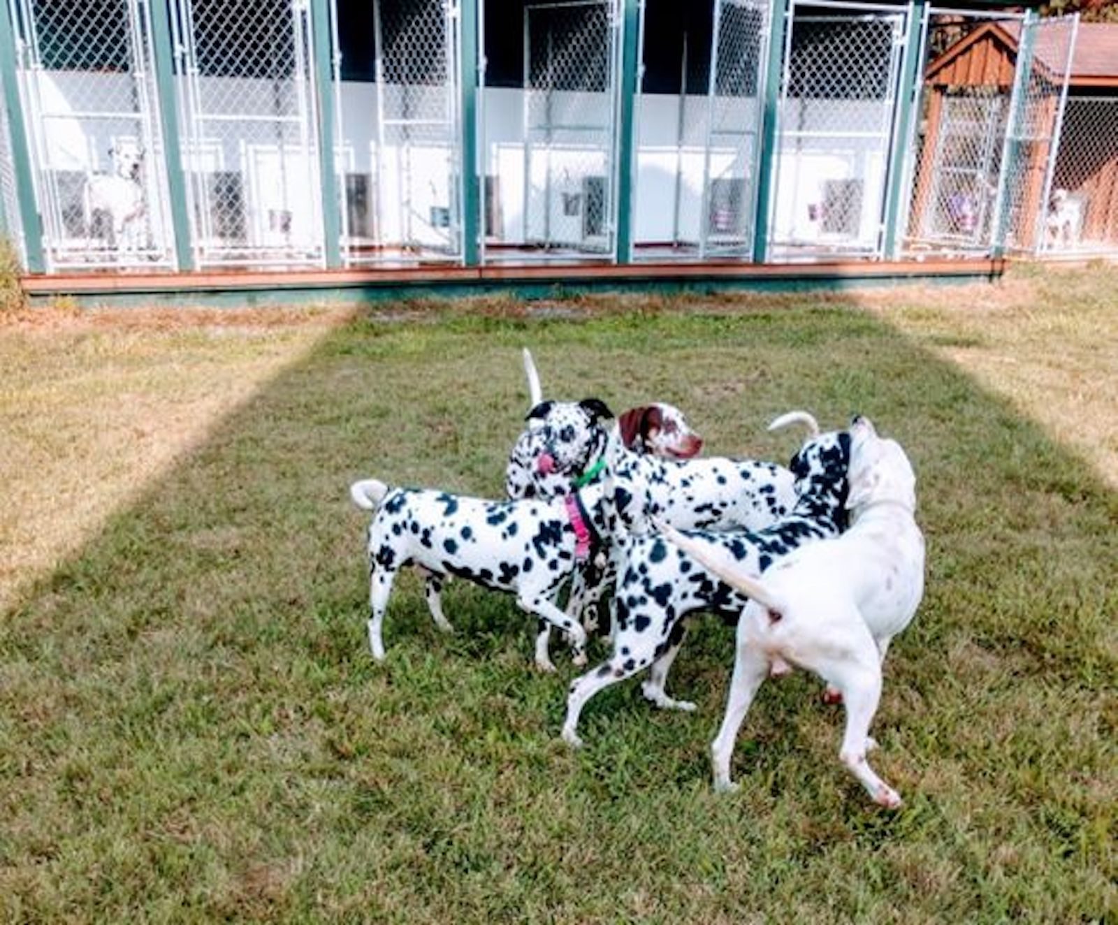 dog kennel in new jersey