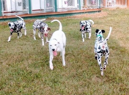 craigslist austin texas pets for sale by owner