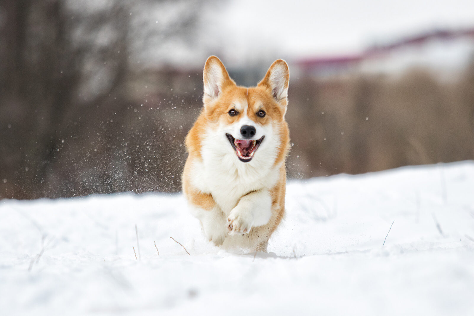 dog-in-snow-how-to-keeping-your-dog-warm-in-the-winter