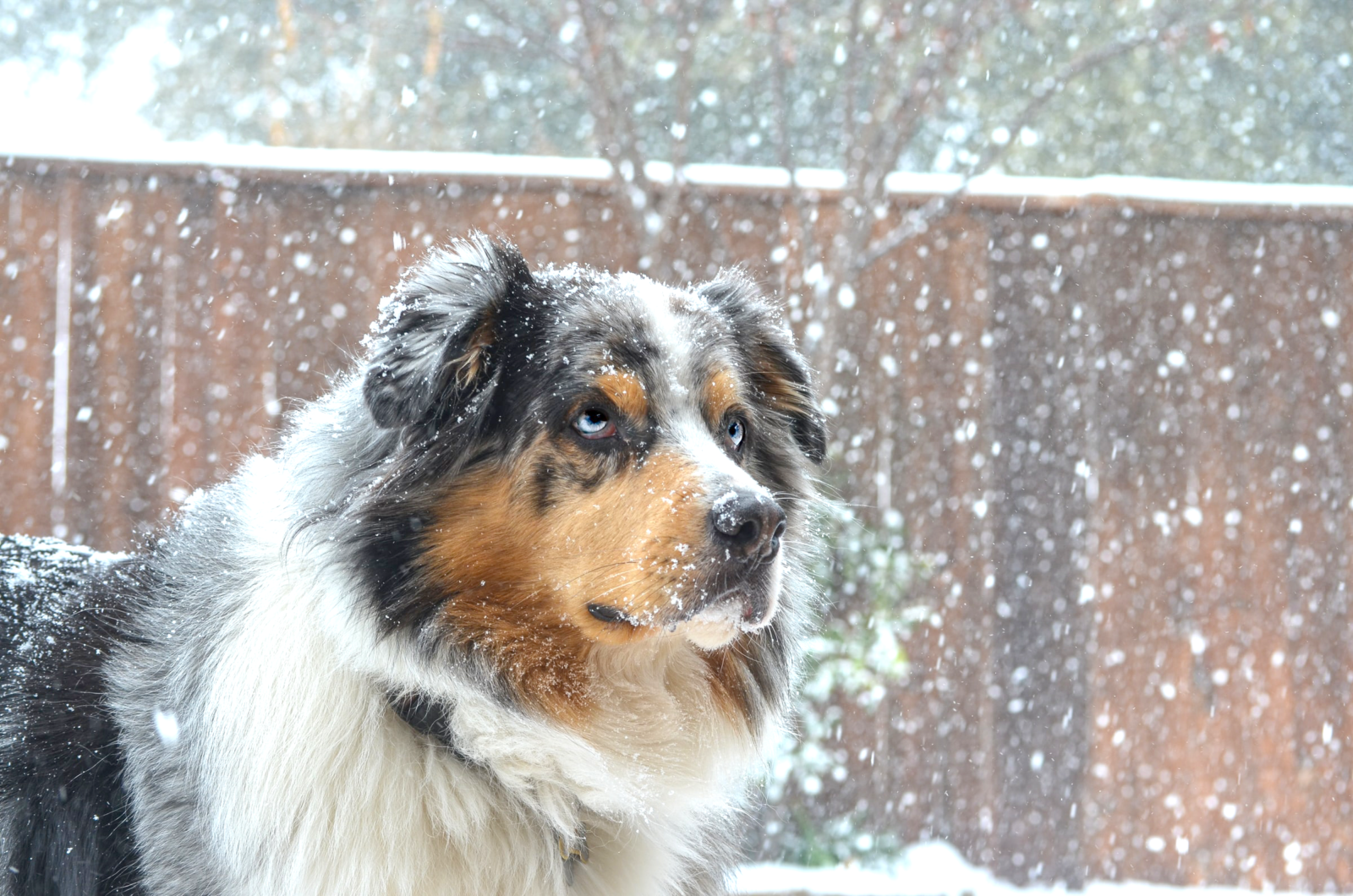 dog in snow 10 tips keeping your dog warm in winter