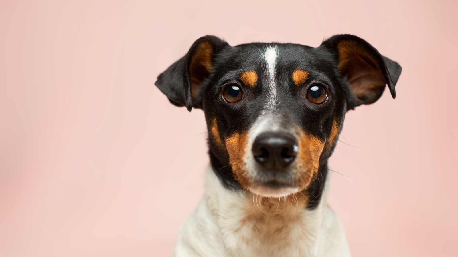 foods dogs should not eat
