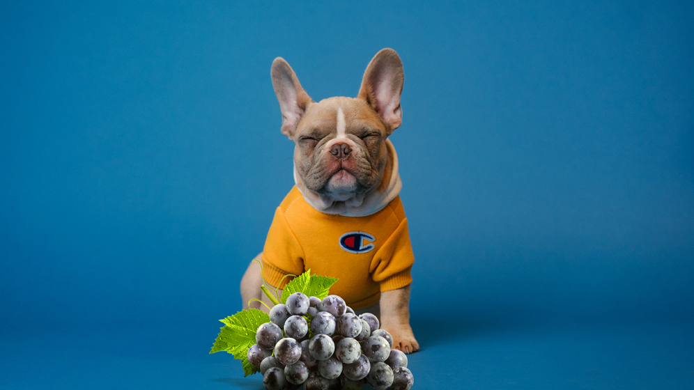 dogs should not eat grapes