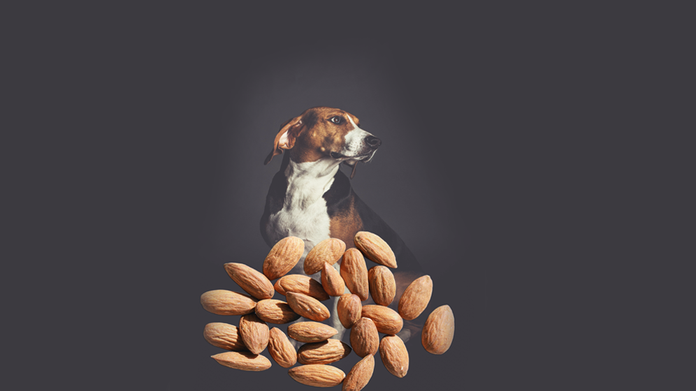 foods dogs should not eat almonds