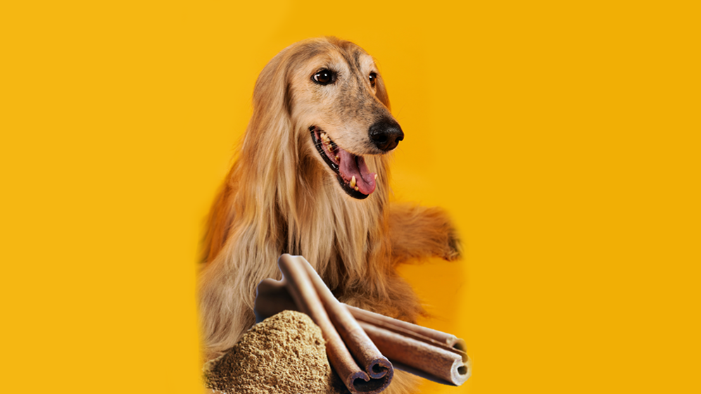 foods dogs should not eat cinnamon