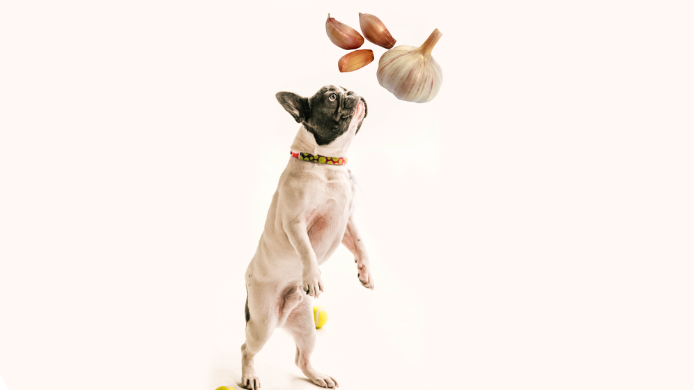 foods dogs should not eat garlic