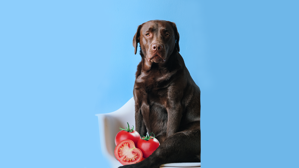 foods dogs should not eat tomatoes