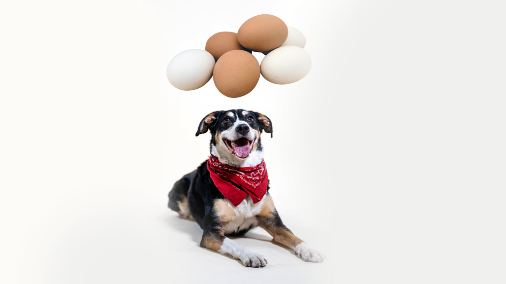 foods dogs should not eat eggs