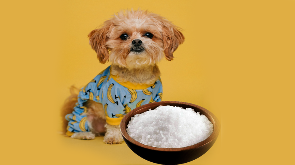 foods dogs should not eat salt