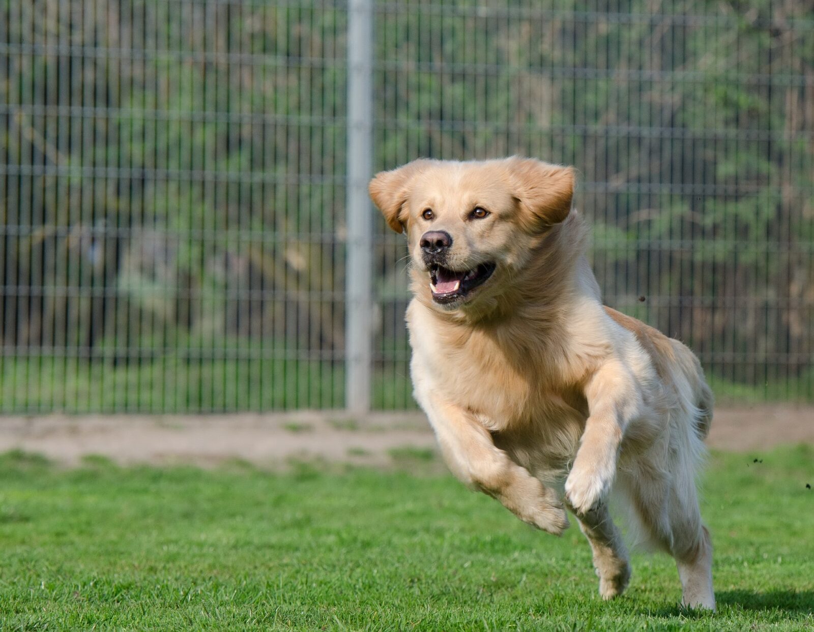 dog kennels for boarding