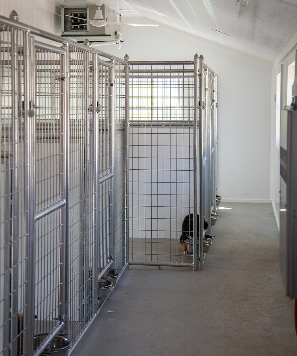 edited 20x60 dog kennel interior