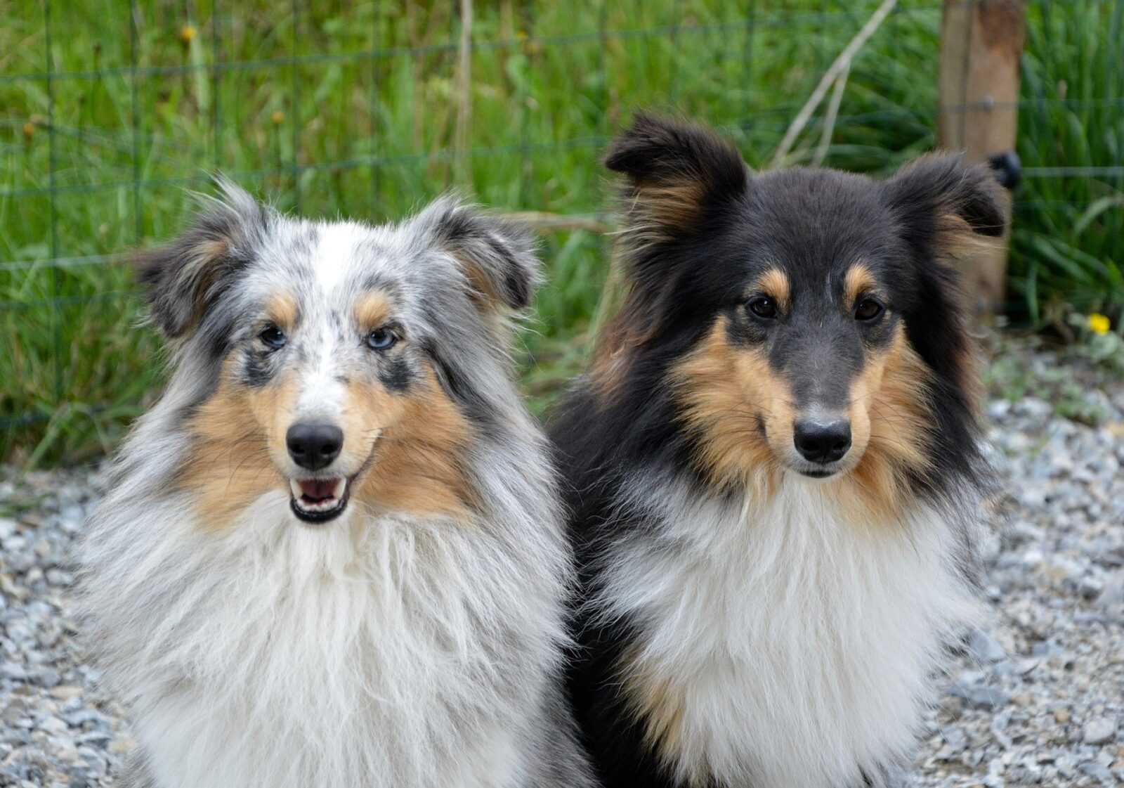 dog breed mating