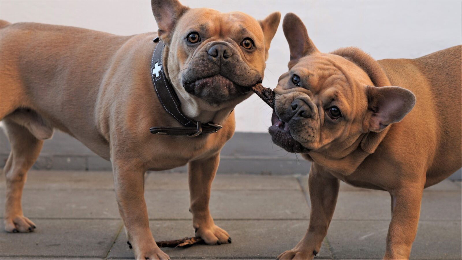 partner for your dog