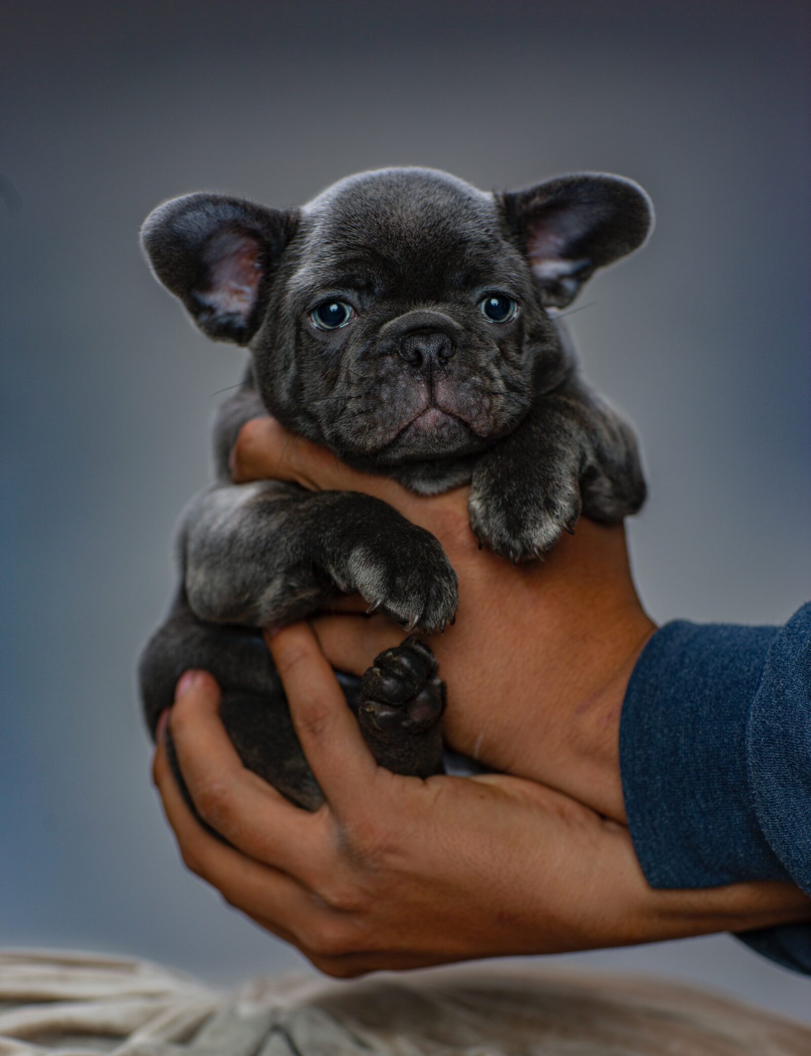 breeding dogs