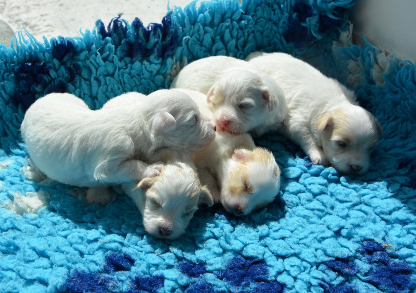 dog kennel puppies