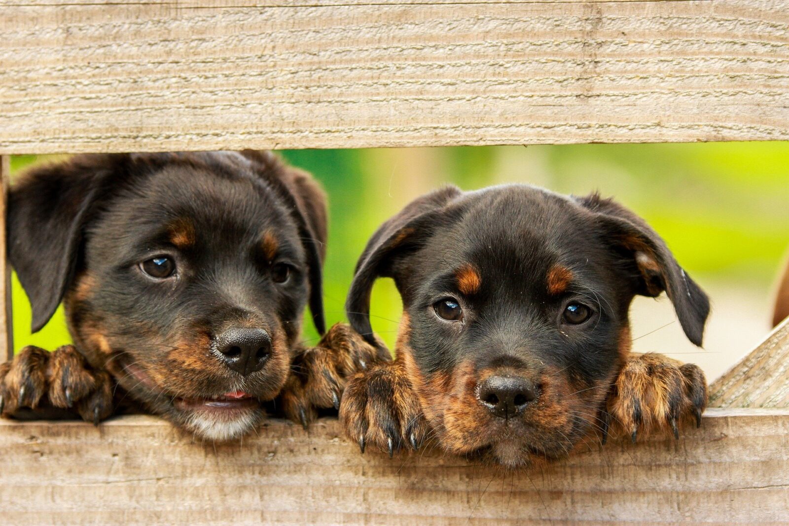 dog breeding