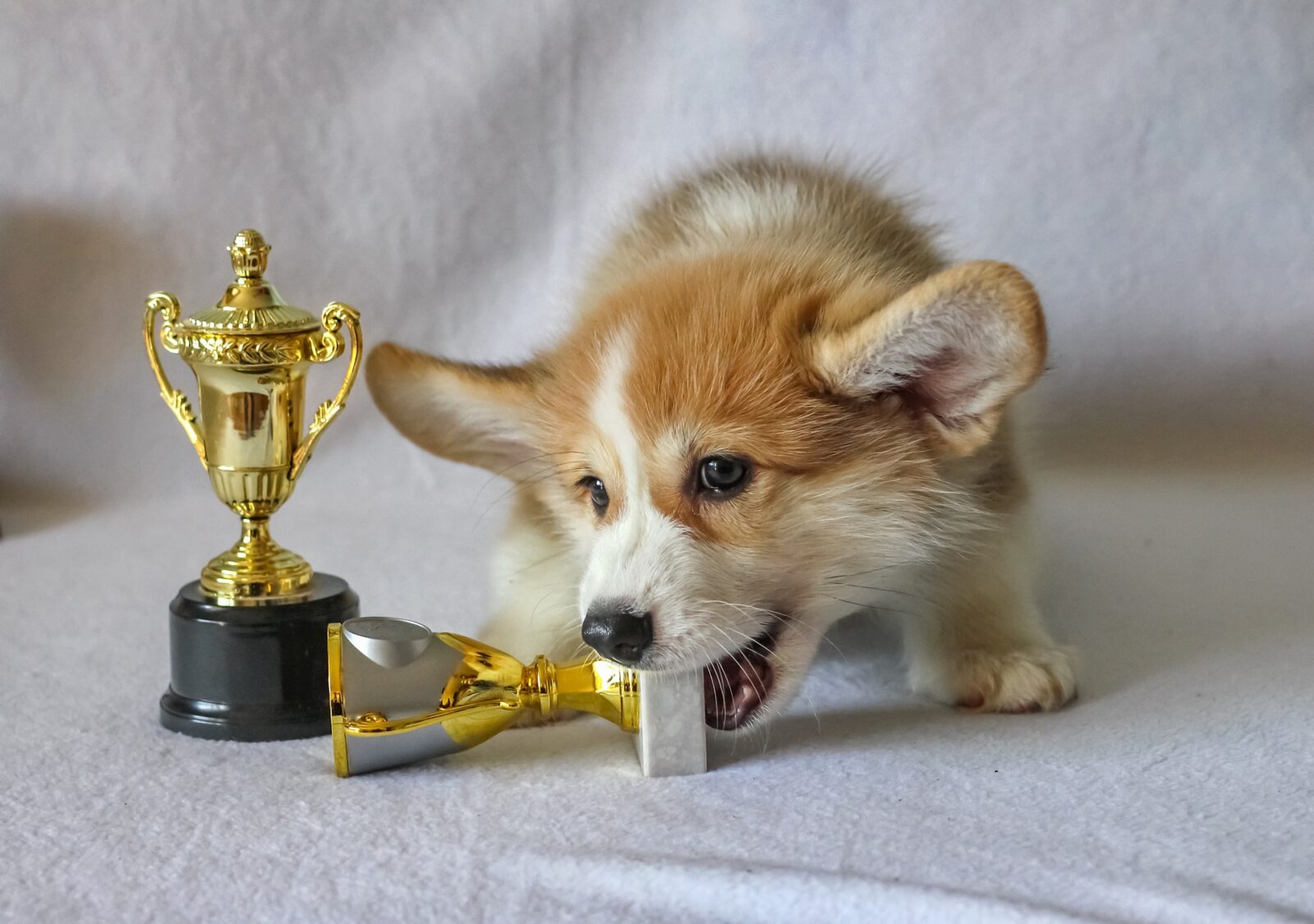 register your puppies