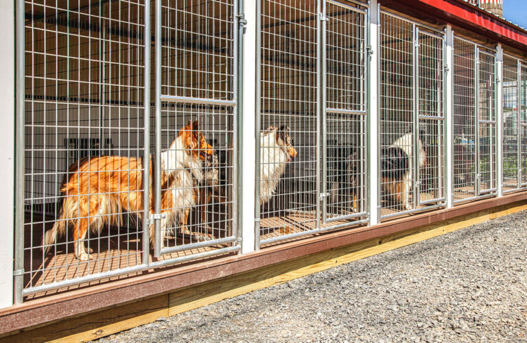 tips-tricks-the-dog-kennel-collection