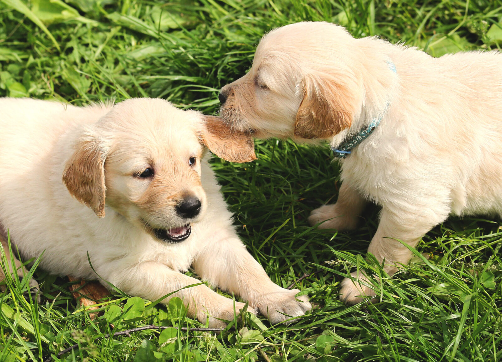 dog kennels for sale