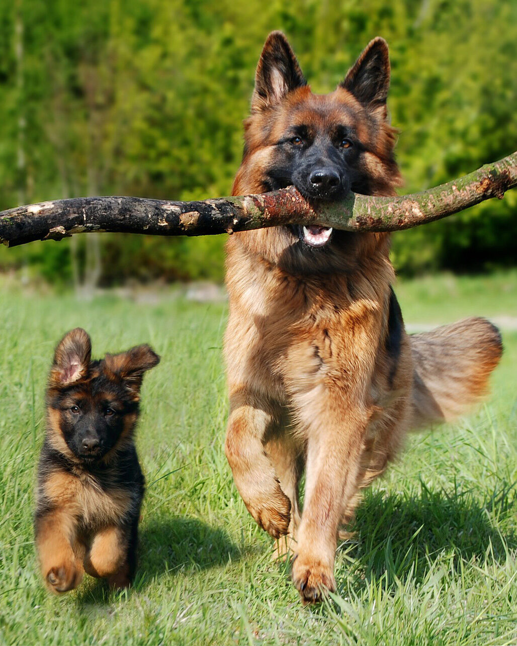 dog boarding prices