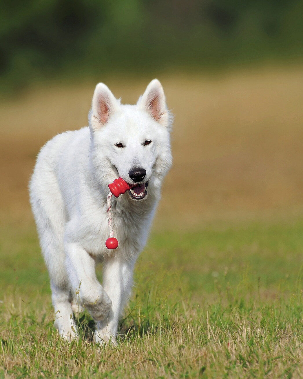 dog kennels for boarding