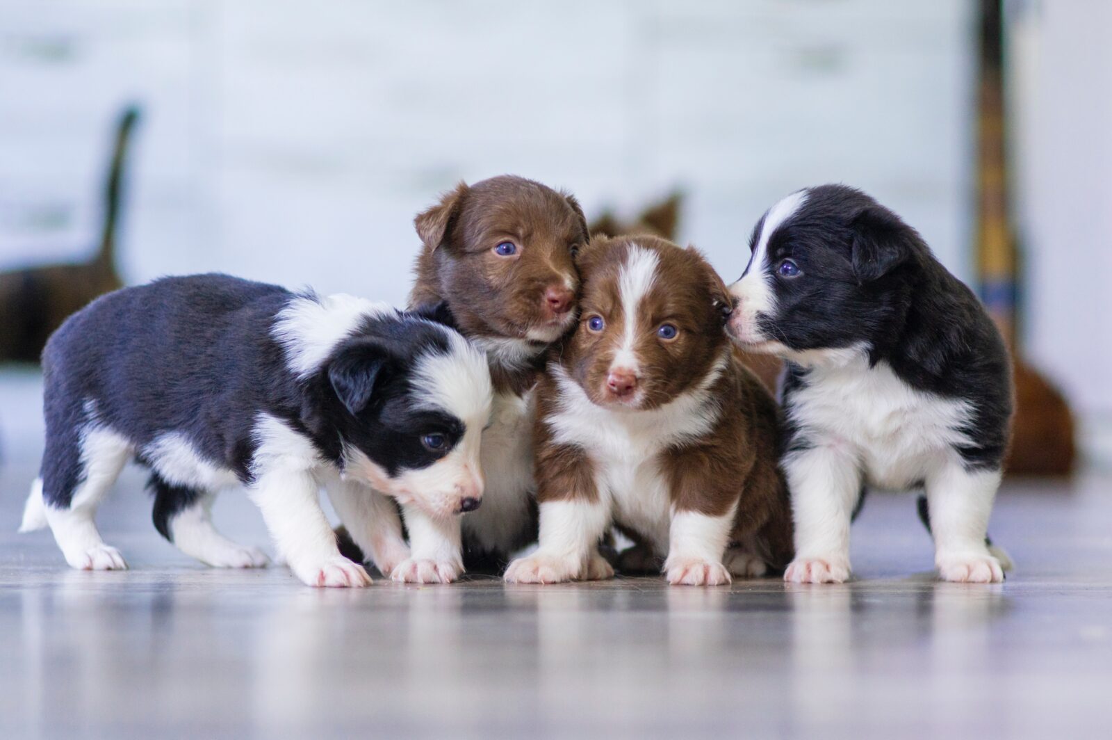 dog breeding