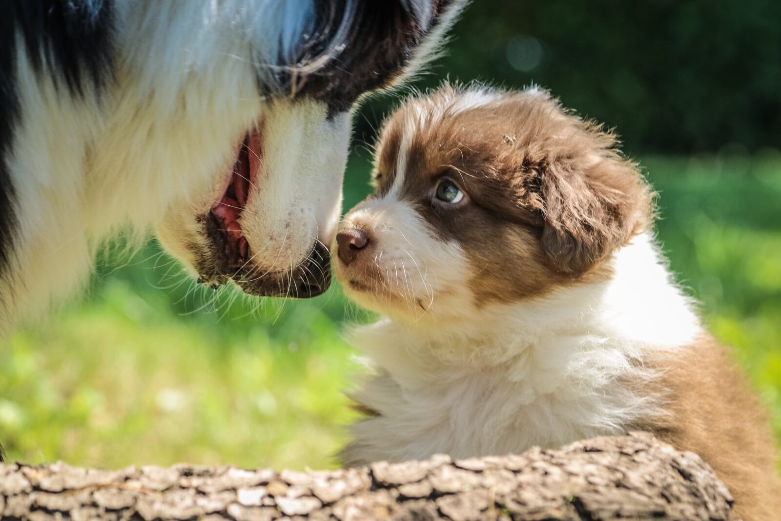 tips for dog breeders