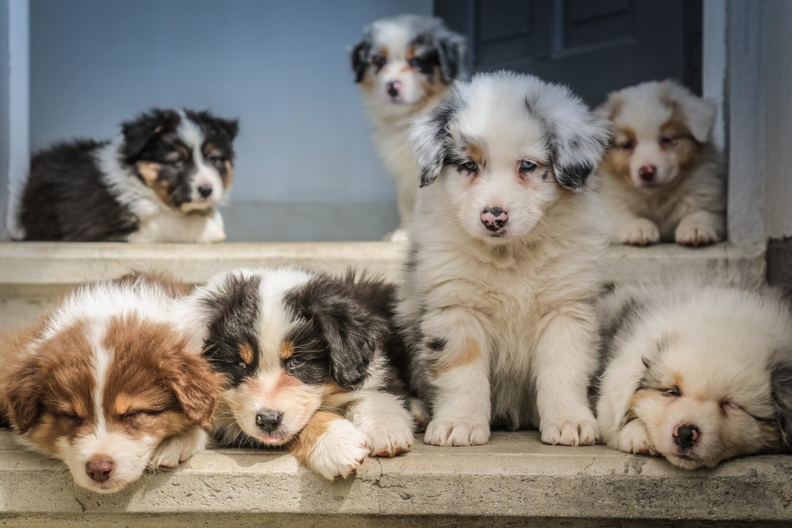 breed your dogs