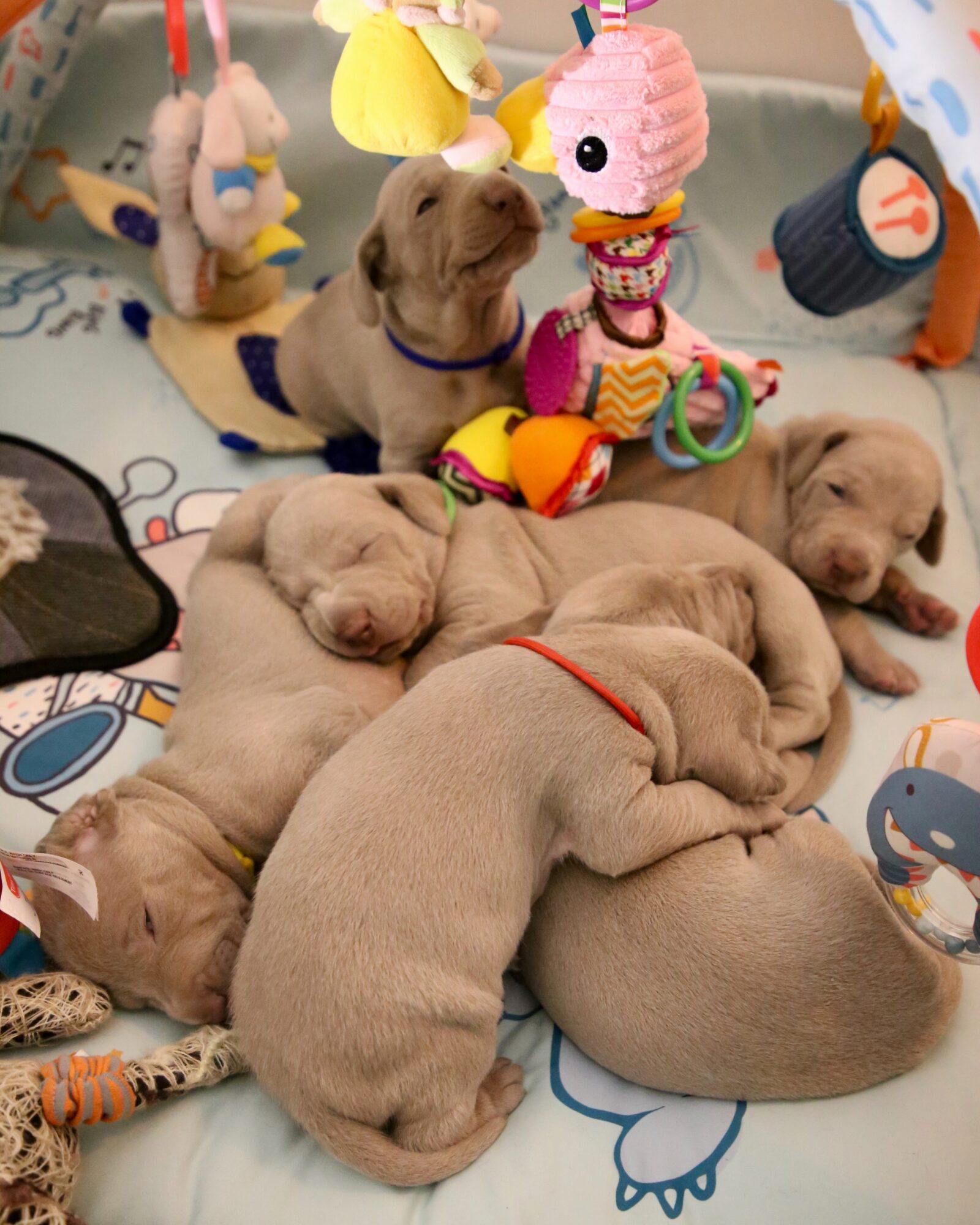 breeding puppies