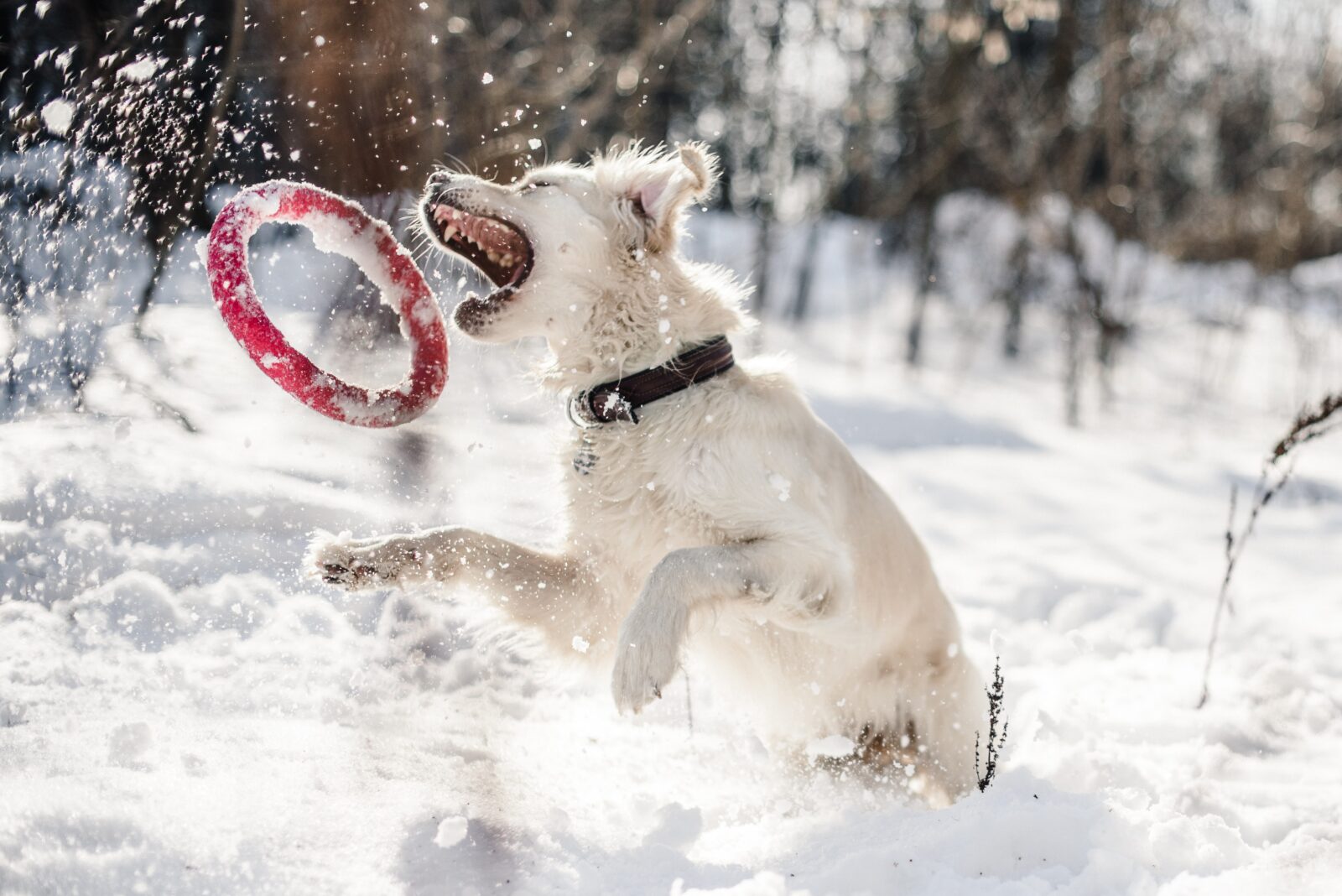 5 common dog myths