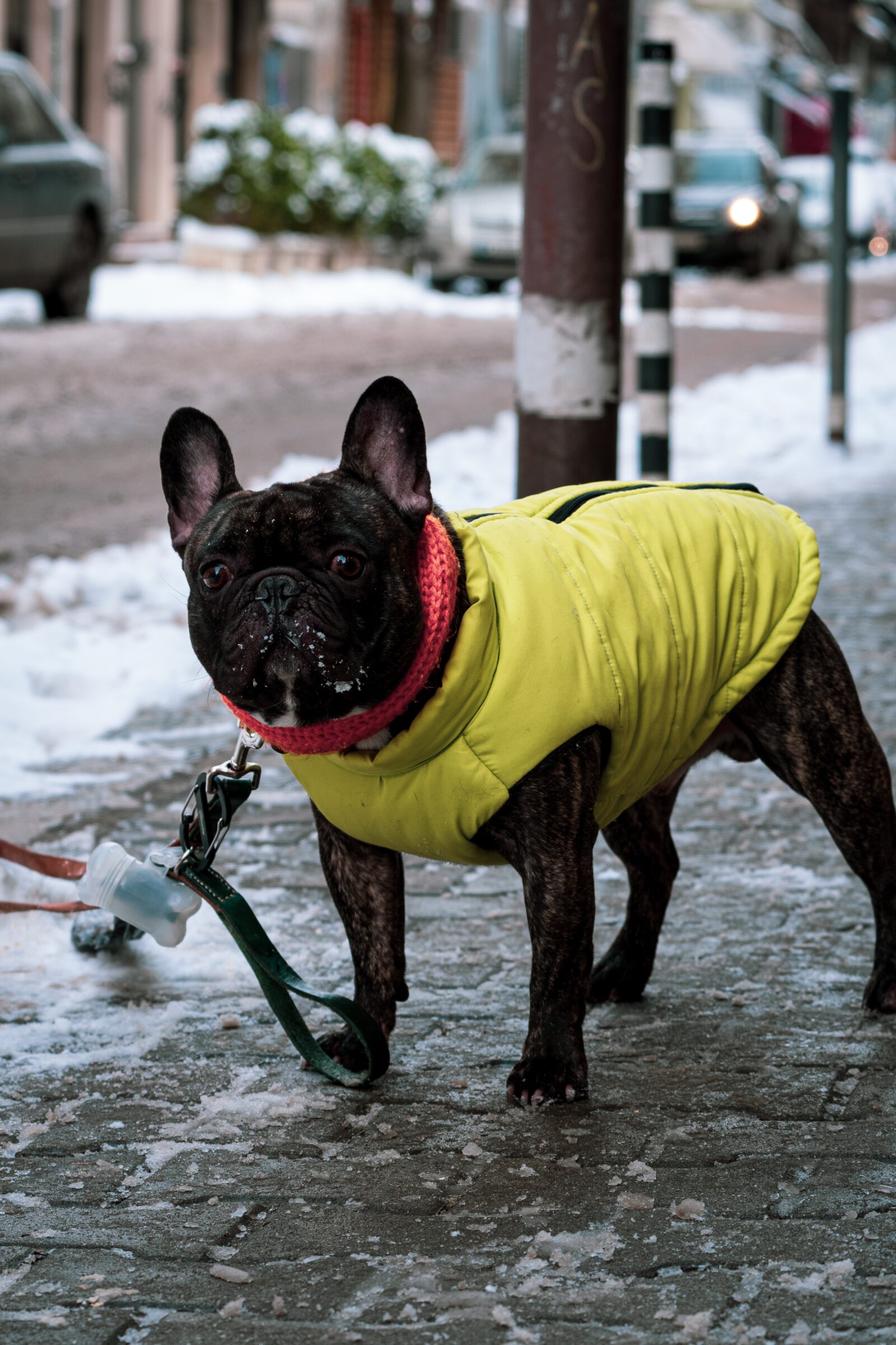 5 most common dog myths