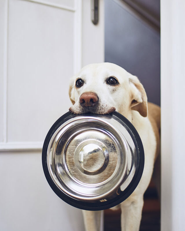 dog waiting for feeding