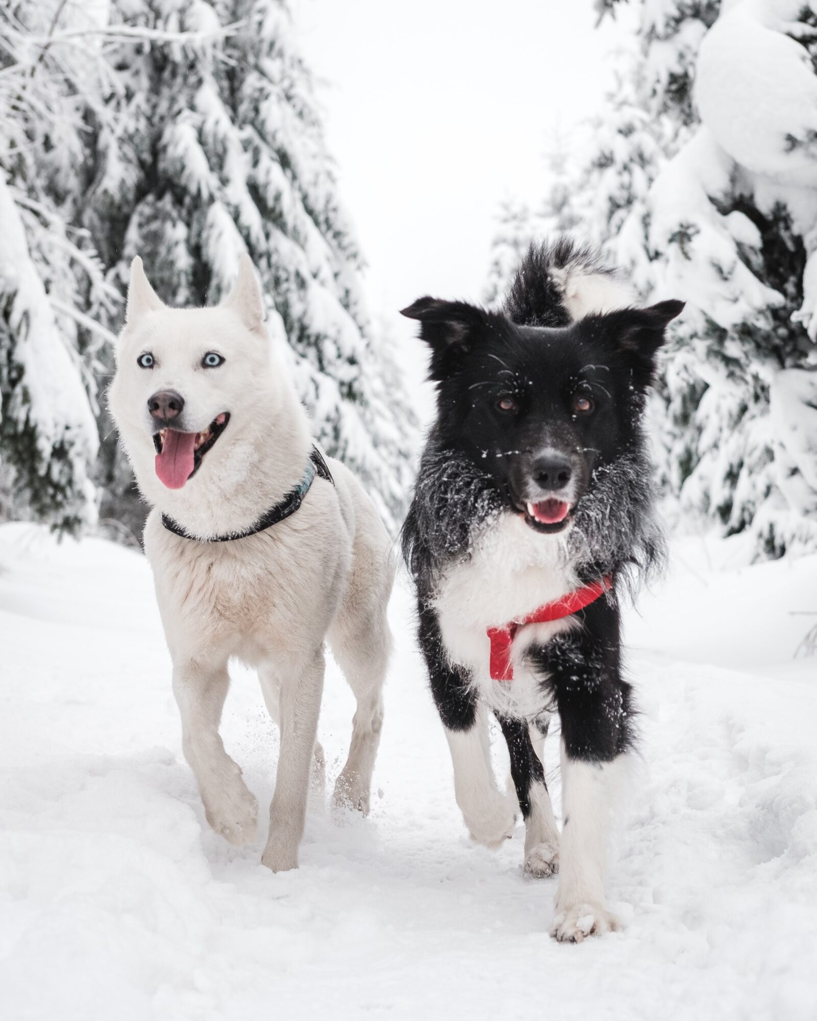 dog myth