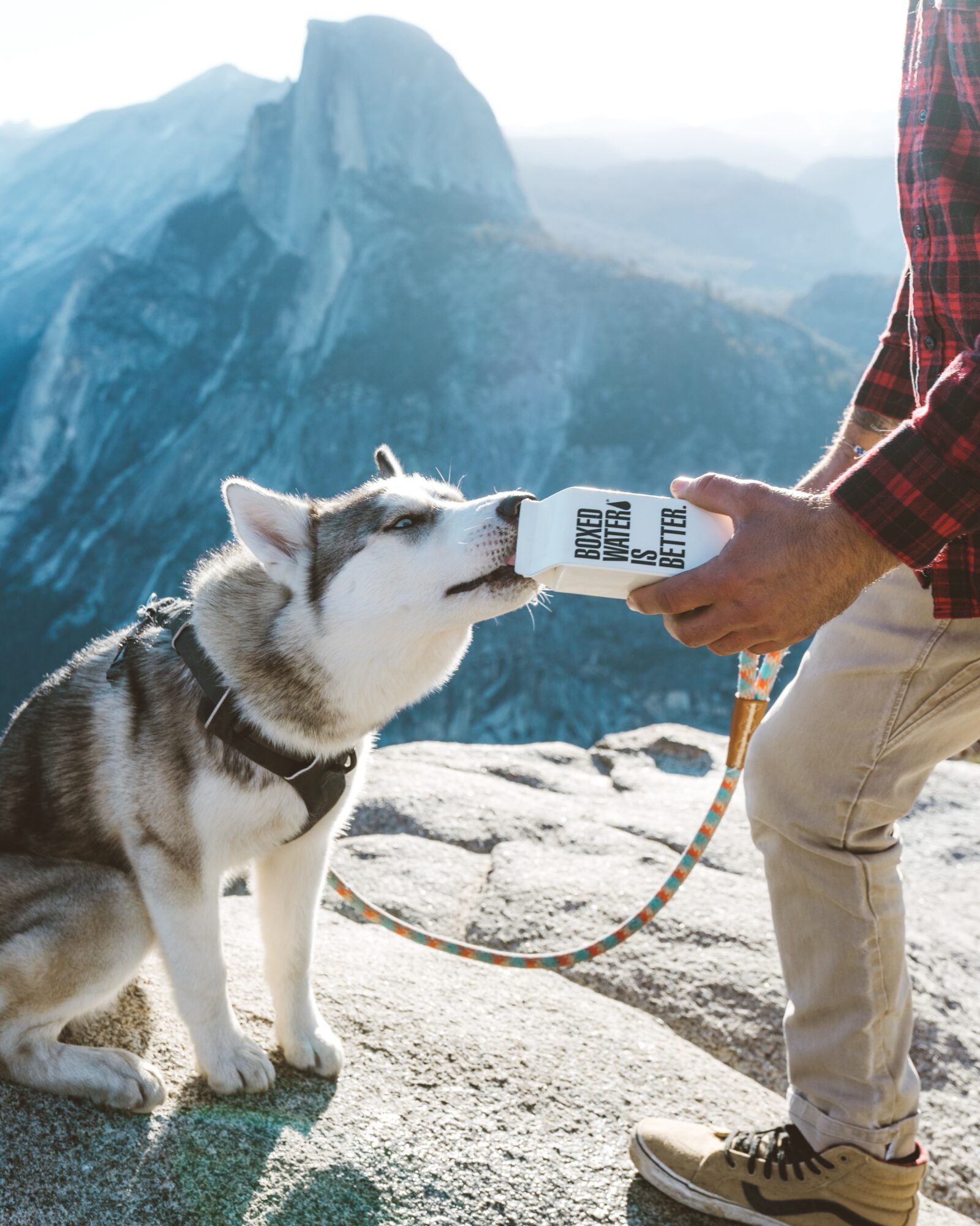 dog myth 3
