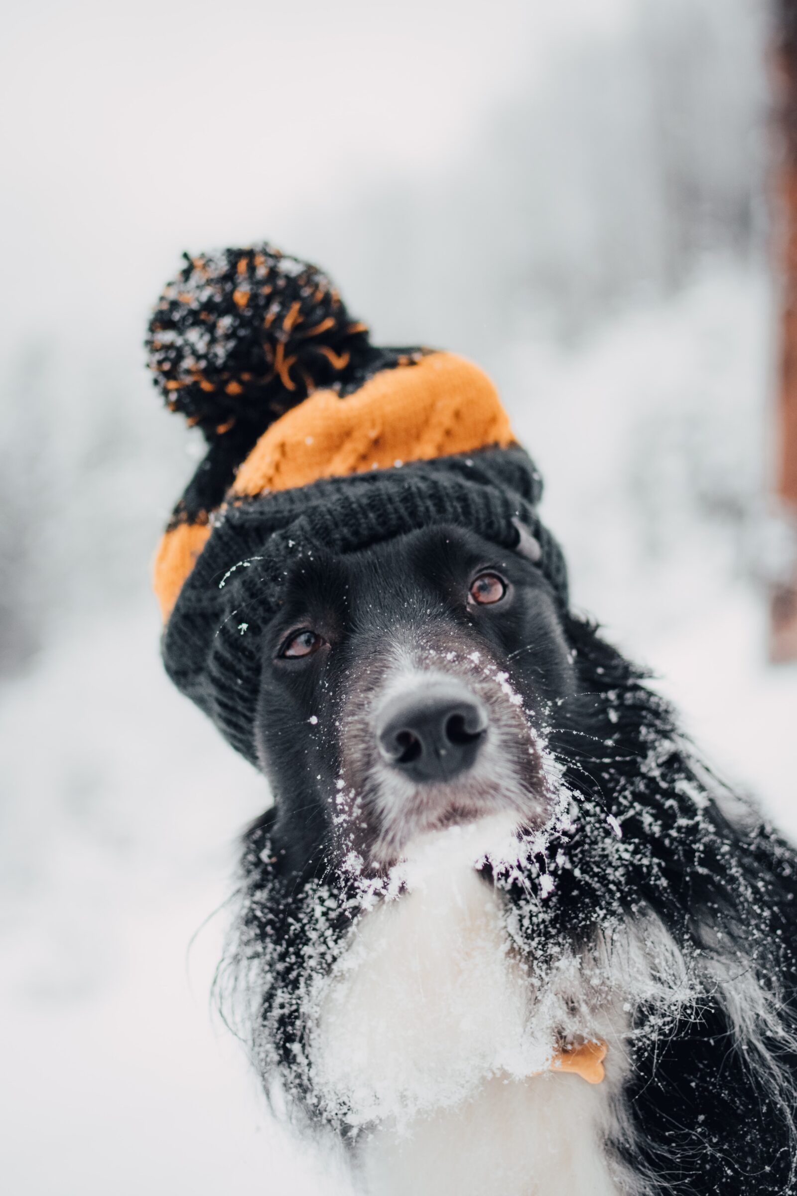 dog myth 5