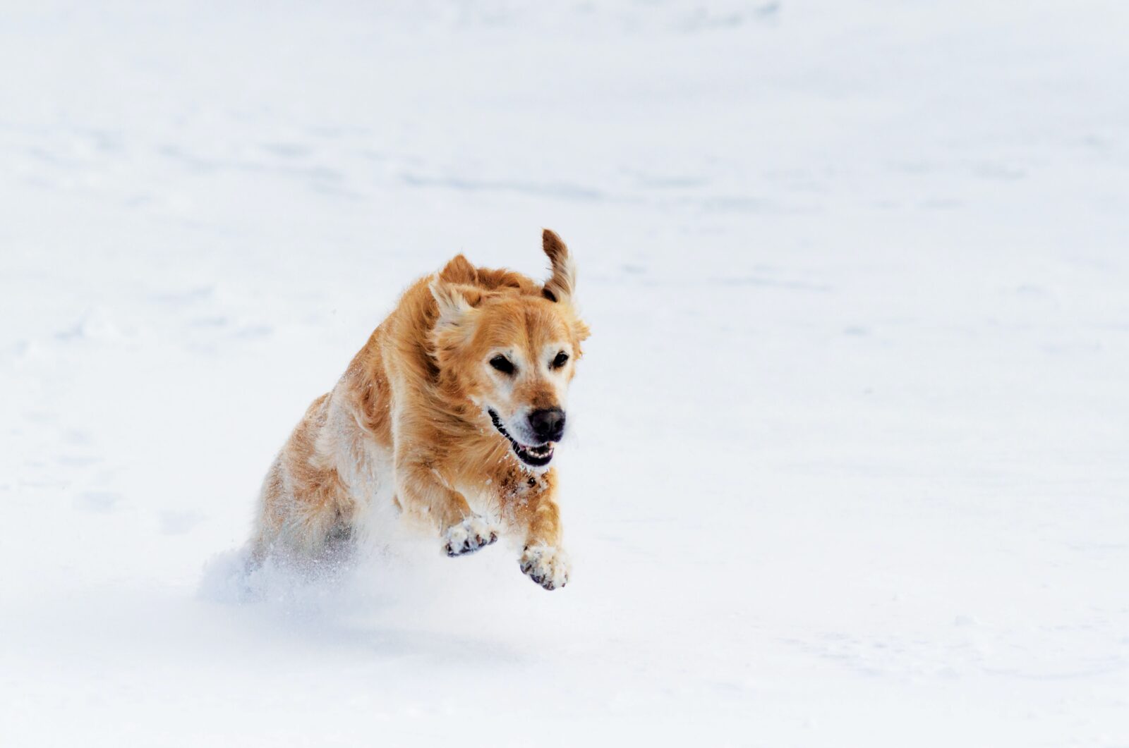 dog myths