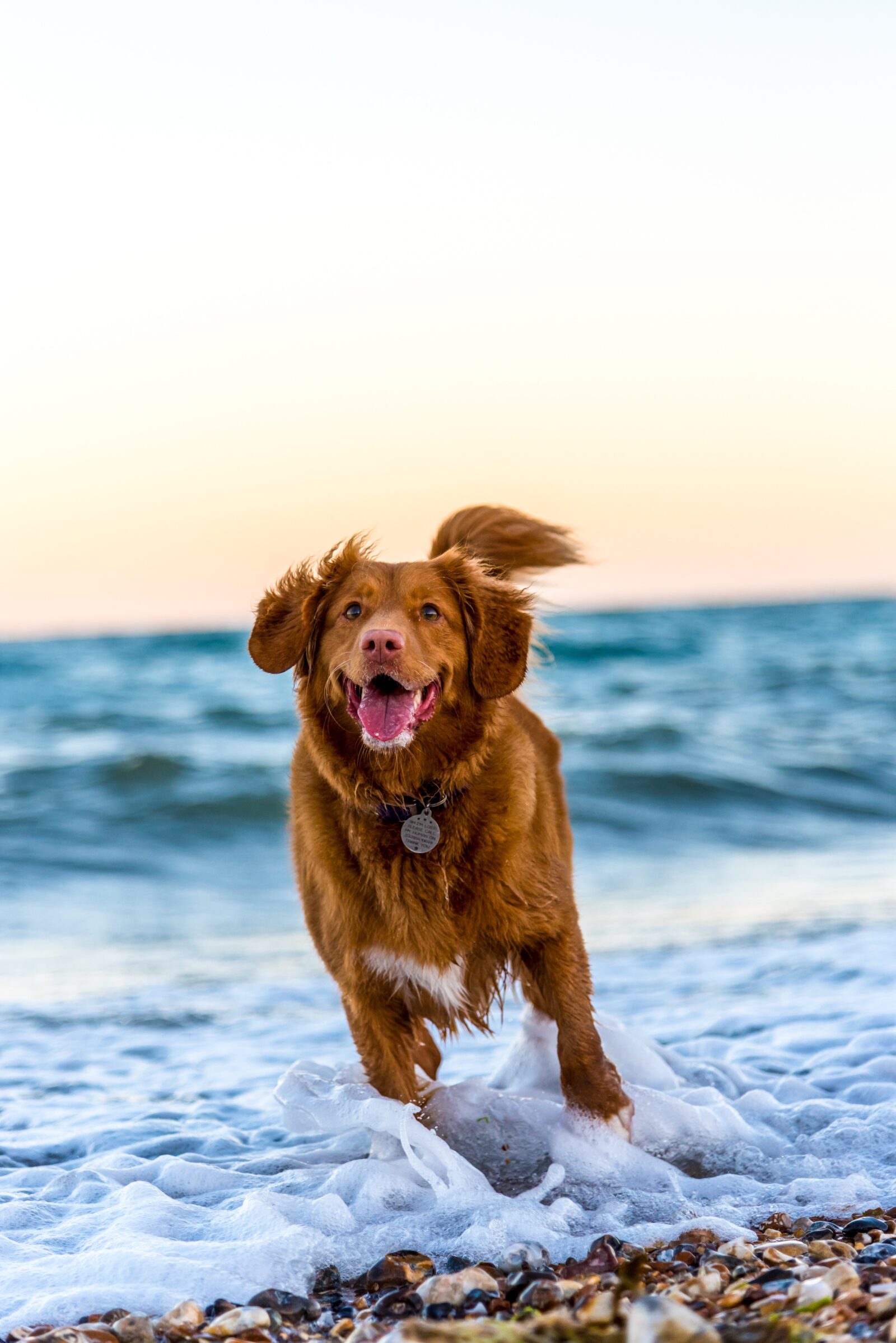 crate training for dogs