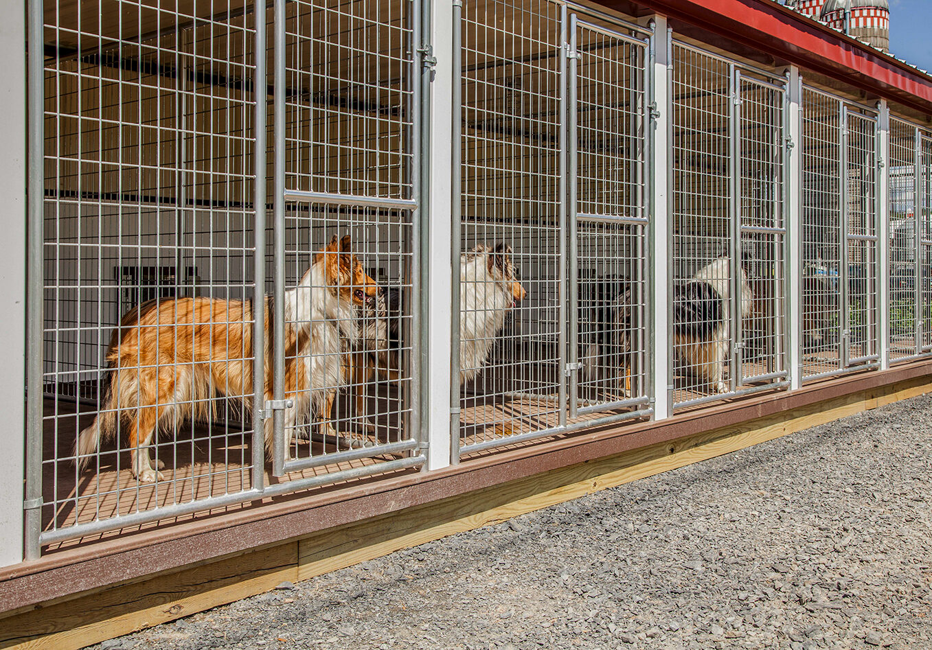 dog kennels for boarding near me