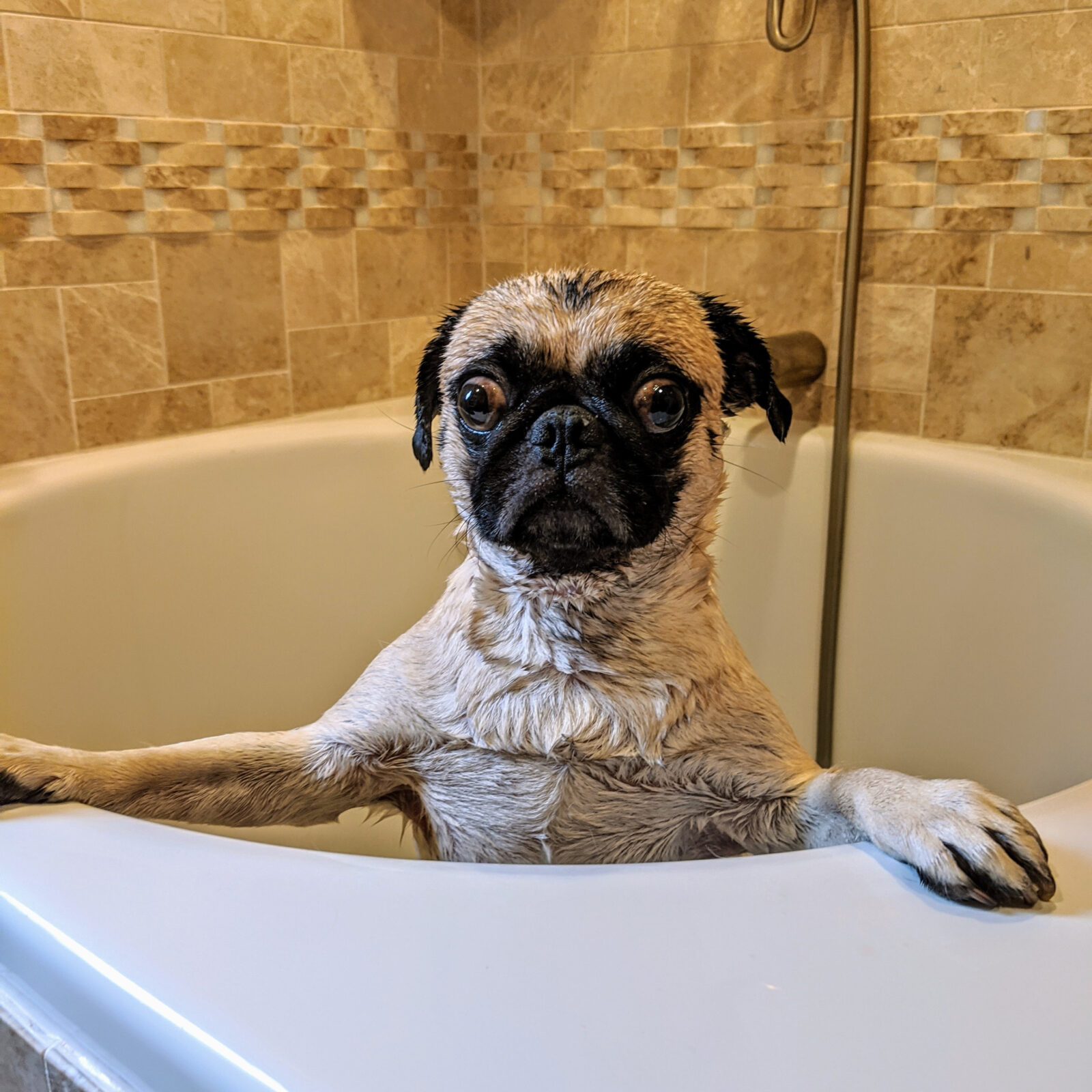 clean your dog