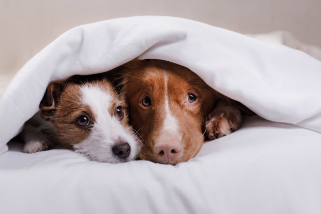 dog jack russell terrier and nova scotia duck tolling retriever lying on the bed