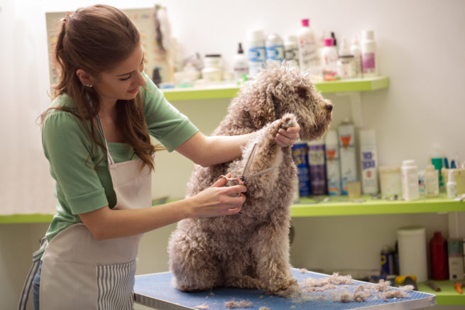 groomer is cutting a dog hair